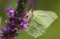 Gonepteryx rhamni