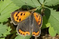 Lycaena phlaeas