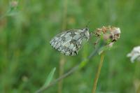 Melanargia galathea