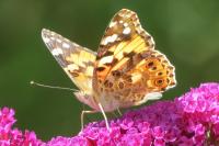 Vanessa cardui