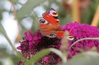 Aglais io