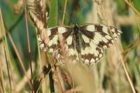 Melanargia galathea