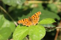 Polygonia c-album