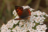 Lycaena phlaeas