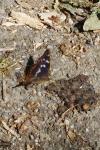 Apatura ilia