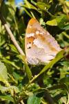 Apatura ilia