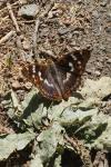 Apatura ilia