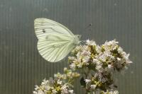 Pieris napi