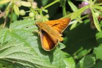 Ochlodes sylvanus