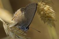 Satyrium ilicis
