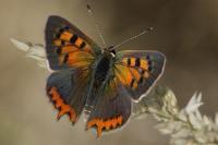 Lycaena phlaeas