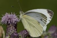 Pieris napi