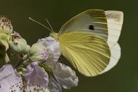 Pieris rapae