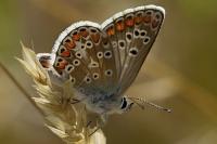 Aricia agestis