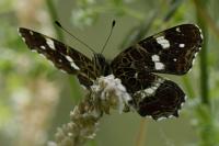Araschnia levana