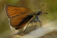 Thymelicus lineola