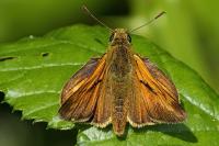 Ochlodes sylvanus