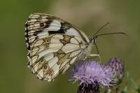 Melanargia galathea