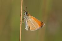 Thymelicus lineola