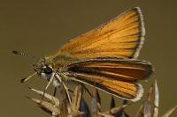 Thymelicus lineola