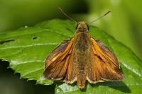 Ochlodes sylvanus
