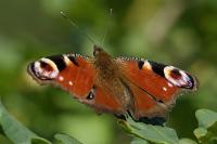 Aglais io