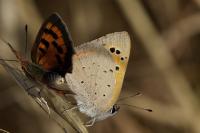 Lycaena phlaeas