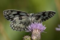 Melanargia galathea