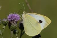 Pieris brassicae