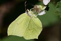 Gonepteryx rhamni