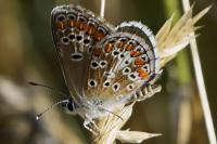 Aricia agestis