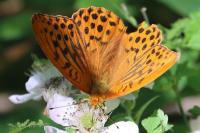 Argynnis paphia