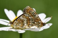 Melitaea parthenoides