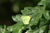 Gonepteryx rhamni