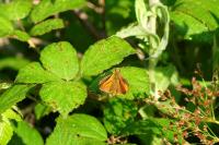 Ochlodes sylvanus