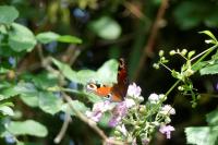 Aglais io