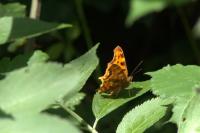 Polygonia c-album