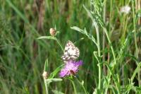 Melanargia galathea
