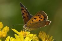 Lycaena phlaeas