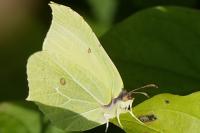 Gonepteryx rhamni