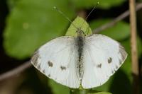 Pieris napi