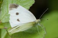 Pieris rapae