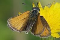 Thymelicus lineola