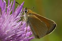 Thymelicus sylvestris