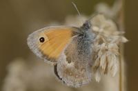 Coenonympha pamphilus