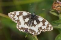 Melanargia galathea
