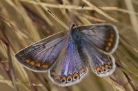 Polyommatus icarus