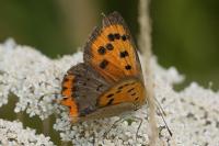 Lycaena phlaeas