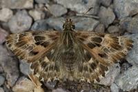 Carcharodus alceae