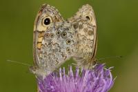 Lasiommata megera